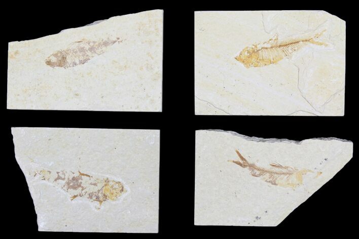 Lot: Bargain Green River Fossil Fish - Pieces #81222
